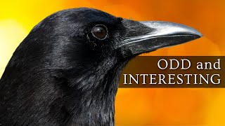 10 Odd and Interesting Facts About Crows and Ravens North America [upl. by Negam]