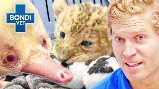 What is THAT 😳 Not Your Average Patient  Bondi Vet Compilations  Bondi Vet [upl. by Orelia]