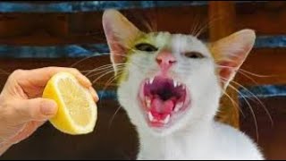 Pets Gone Wild Unbelievable Funny Animal Videos 🐶🤣quot [upl. by Aldwon232]