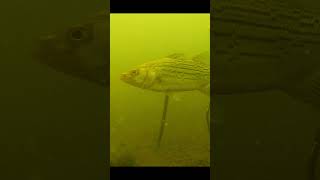 Surrounded by Wipers at Panguitch Lake stripedbass underwater fishing fishingmethods utah [upl. by Nerol]