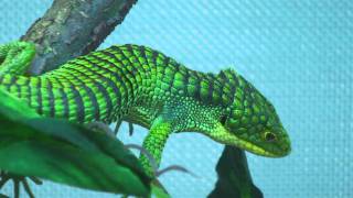 Abronia graminea malewmv [upl. by Romola]