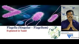 Bacterial Flagella Explained in Tamil [upl. by Teevens162]