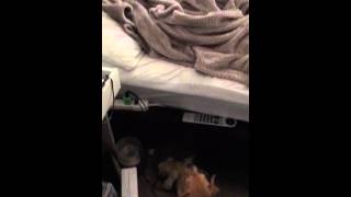 Service Dog Helps owner with PTSDDepression get out of bed [upl. by Iznik367]