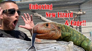 Caiman Lizard Unboxing amp DIY Cage Build The Ultimate Reptile Sanctuary [upl. by Joost13]