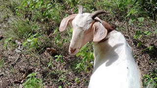 Traditional boer goat joining the farm  Newly Acquired [upl. by Niall538]