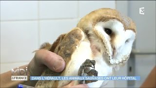 Dans lHérault les animaux sauvages ont leur hôpital [upl. by Amaras751]