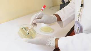 URINE CULTURE AND SENSITIVITY TEST [upl. by Amiel489]