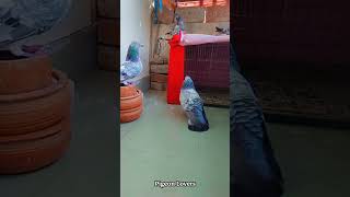 Chatwala joda pigeon viral trending shorts shortsviral trendingreels viralreels pigeon [upl. by Luapsemaj70]