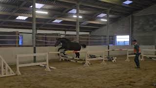 Ulrich van ´t Grobbenhof 3y old stallion by Uricas vd Kattevennen [upl. by Trula]