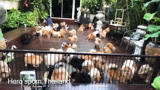 Pomeranian from Thailand by Hero’spom Thailand [upl. by Nylanna]