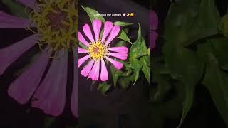 Zinnia flower🌸bollywoodzinniaviralvideogardeningzinniasgardenplantsgardenflowersflowerstips [upl. by Kcoj597]