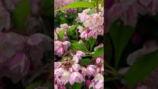 Deutzia scabra🤗🤩shorts creator nature gratitude flowers blissfulnature [upl. by Faso]