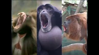 Monkey Symphony An Incredible Compilation of Screaming Primates and Monkeys [upl. by Rosner]