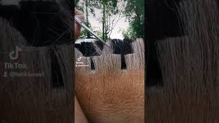 6 Style Transitions for the fjord horse mane [upl. by Arracahs]