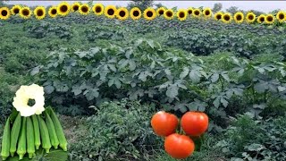 Intercropping Tomatoes  A Simple Guide To Intercrop Plants With Tomatoes To Miximize Yield [upl. by Stonwin781]