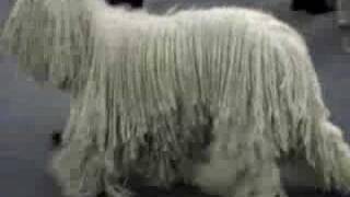 Komondor Dog Movie [upl. by Arabella227]