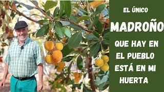 EL MADROÑO un árbol recomendado para tu jardín porque es muy resistente y de fácil mantenimiento [upl. by Isman818]