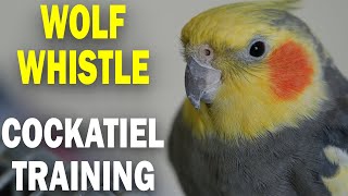 Cockatiel Singing Training WOLF WHISTLE [upl. by Rammaj477]