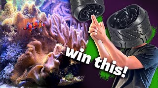 Mangrove Tank RESET 😮 Vortech Movable Nozzle Removing CSB Bubble Tip Anemone [upl. by Ethbun]