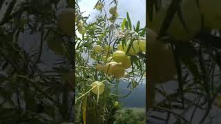 amazing flowers  rare flower plants  gardening  Gomphocarpus physocarpus  Balloon Plant [upl. by Meggie161]