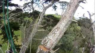 Macrocarpa Removal With Helicopter [upl. by Hannaj]