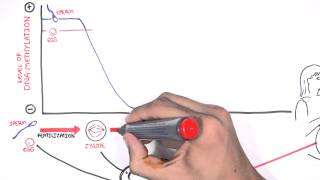 DNA Methylation and Development [upl. by Blackington]