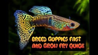 HOW TO BREED AND CARE FOR GUPPIES  GROW FRY FAST [upl. by Josefina]