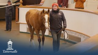 Tattersalls December Foal Sale 2023 Day 2 Review [upl. by Alinoel]