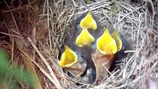 Baby Robins Chirping For Food [upl. by Mcloughlin550]