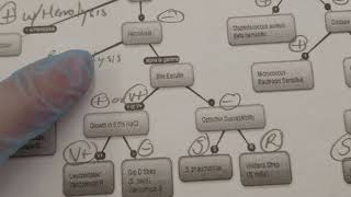 Microbiology Bacteria Identification Flowchart of Facultative Anaerobes [upl. by Noitsuj557]