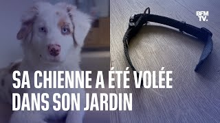 Cette chienne a été volée dans son jardin un phénomène qui augmente selon les associations [upl. by Kolivas]