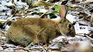 Wildkaninchen Oryctolagus cuniculus Coney European Rabbit Wildes Emden im Winter [upl. by Aninnaig]