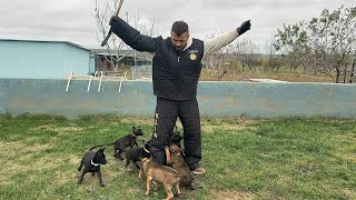 YENİ YAVRU KURTLAR SAHNEDE  eyüpdoğan belçikakurdu malinois belgianmalinois eydog doberman [upl. by Artapoelc]