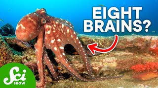 Why Are Octopi So Insanely Intelligent [upl. by Siuraj99]