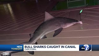 Family catch and releases 4 sharks in Cape Coral canal [upl. by Morez507]