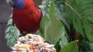 Crimson Rosella  Platycercus elegans [upl. by Nanci]