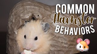 COMMON HAMSTER BEHAVIORS  Hamster Care 🐹 [upl. by Aniratac]