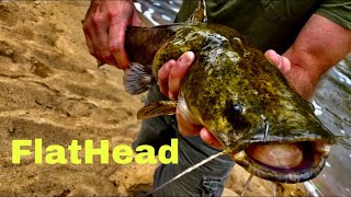 Tar River North Carolina Flathead Catfish Catch [upl. by Dnalyram]