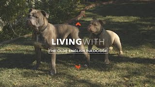 ALL ABOUT LIVING WITH OLDE BULLDOGGES [upl. by Olympias]