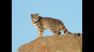 The Andean Mountain Cat [upl. by Ofloda]