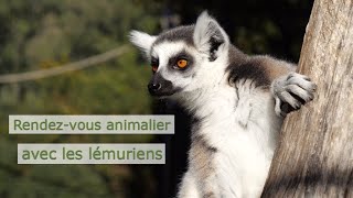 De rares lémuriens quotdansantsquot protégés pour la première fois dans un zoo européen [upl. by Sugden]