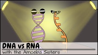 DNA vs RNA Updated [upl. by Raknahs]