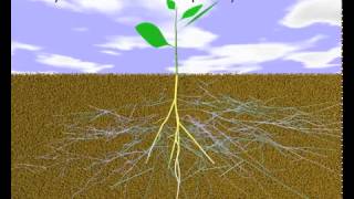 Mycorrhiza I – Mycorrhiza and the Environment By Earomite Agro ChemInd Rajkot [upl. by Anekam]