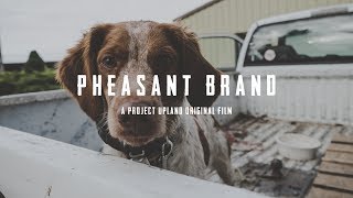 Pheasant Hunting with American Brittanys  Pheasant Brand  Dogtra ECollars [upl. by Kapeed]