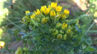 Ragwort Jacobaea vulgaris syn Senecio jacobaea  Tansy Ragwort  20120613 [upl. by Limber354]