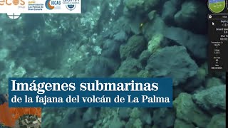 Imágenes submarinas de la fajana del volcán de La Palma [upl. by Haney752]