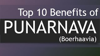 Top 10 Health Benefits of Punarnava  Medicinal Plants Boerhavia  Punarnava [upl. by Eran]