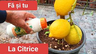 Fertilizare citrice toamna [upl. by Etnohs]