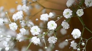 Gypsophile [upl. by Anerok31]