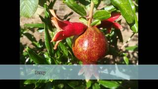 How to trellis a pomegranate tree [upl. by Adilem445]